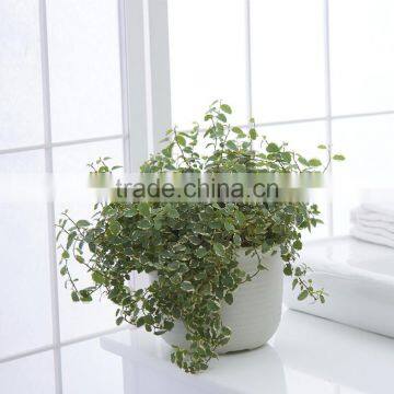 Plastic Round Succulent Plant Pot/Cactus Plant Pot Flower Container photo-5