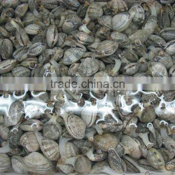 Cooked V-packed Baby Clam photo-4