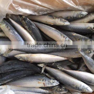 Frozen Pacific Mackerel/frozen Japanese Mackerel photo-2