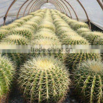 Echinocactus plants