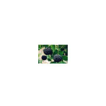 Acanthopanax