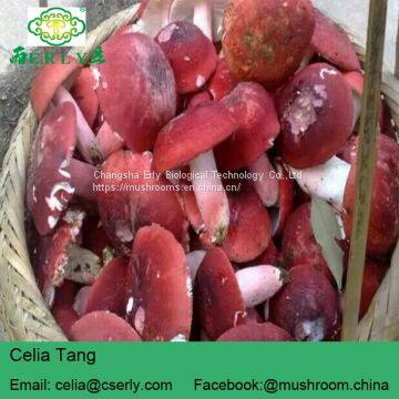 Manufacture Cancer Cure Herbs Red Mushroom photo-4