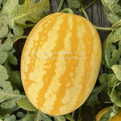 Good Flavor Hybrid Golden Yellow Rind Watermelon Seed photo-4