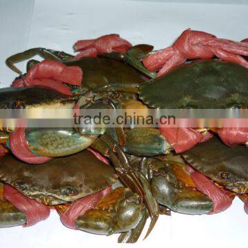 Live Mud Crabs