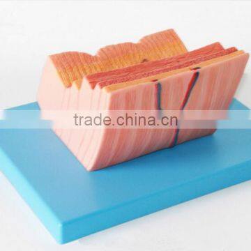 The Human Stomach Amplification Hierarchy Model of Gastric Digestive Department Special Amplification Model photo-3