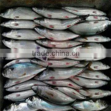Frozen Blue Mackerel for Canning Seafood photo-4