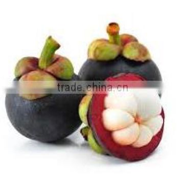 Organic Fresh Mangosteen From Thailand