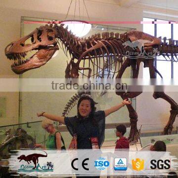 OA-DS-K16062401 High Quality Dinosaur Skeleton Model photo-5