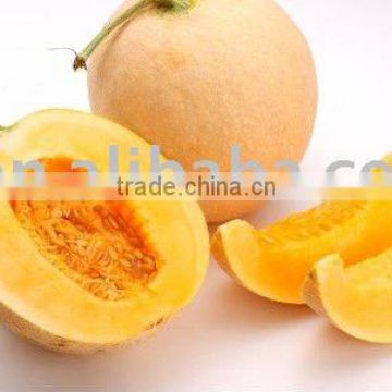 fresh cantaloup with top quality and competitive price