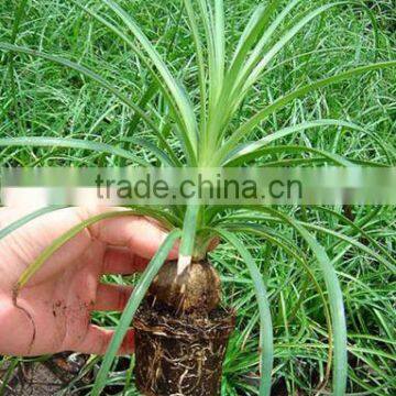 Nolina for Indoor Decoration photo-3