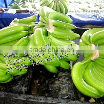 cavendish banana Size A456