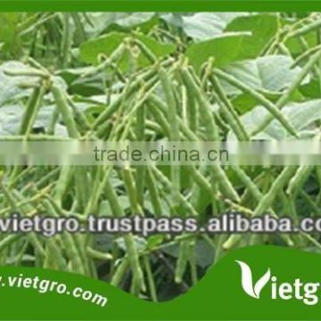 High Yield OP Green Mung Bean Seed VGMB04