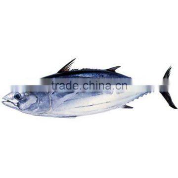 Good quality frozen skipjack tuna whole round for sale