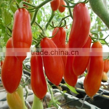 Hybrid banana tomato seeds for growing-Banana tomato