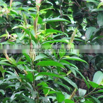 Natural Plants Ficus Annulata