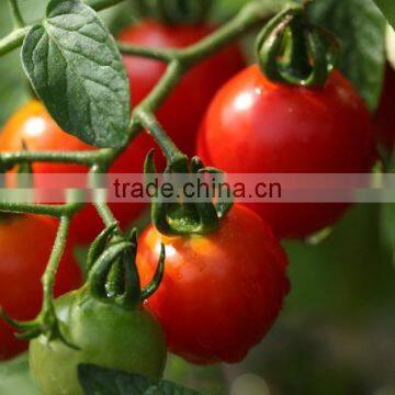 Factory Price Natural Lycopene Tomato Extract Powder photo-3