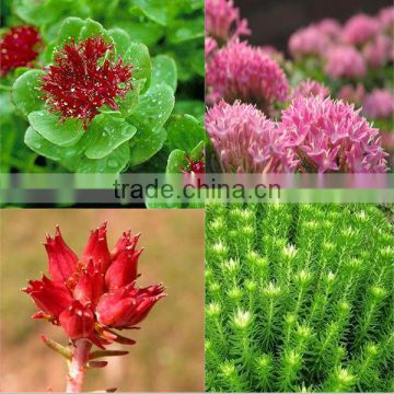 super rhodiola rosea extract