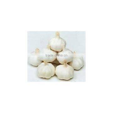 Pure white garlic (snow white garlic, super white garlic)