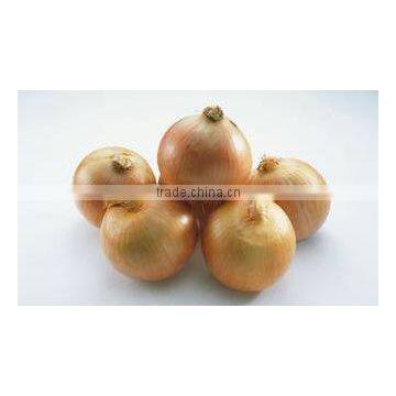 Jinxiang Yellow Onion in Low Price