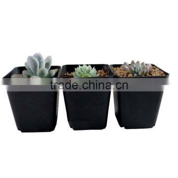 70mm plastic square pot for succulent plants