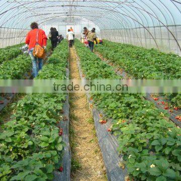 Vegetable &Fruit Used Pvc Greenhouse photo-6