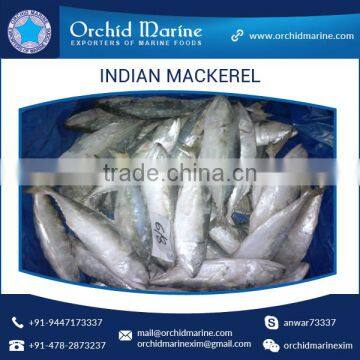 A Grade Good Taste Canned Indian Mackerel Fish Supplier photo-4