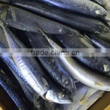 2016 Top Grade Frozen Pacific Mackerel 200g-300g photo-3