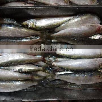 Super Quality and Competitive Price Canned Fish Sardine Frozen Sardine for Canning photo-3