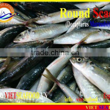 FROZEN MARUADSI WHOLE ROUND (ROUND SCAD) photo-6