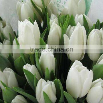 Beautiful Fresh Cut Tulip Flower Wedding Decorations Export Fresh Flowers Tulip Wholesale From Yunnan