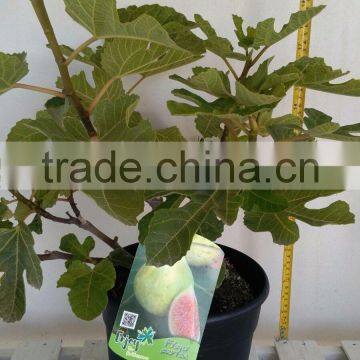 Ficus Carica "Mini Copa" photo-4
