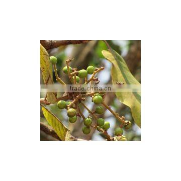 BUCHANANIA COCHINCHINENSIS