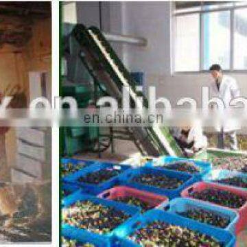 How Much is Olive Oil Line Production photo-2