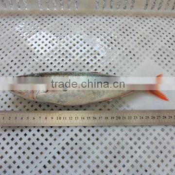 Good quality frozen Red tail Slender seafood fish