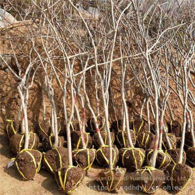 this year, the price of wisteria saplings with a ground diameter of 2 cm in the climbing plant area of zhejiang region. one sapling is from a ground cover plant base.