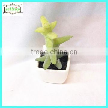 12cm new design hot sale artificial type of cactus