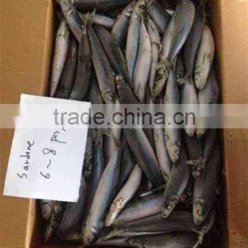 Sea Frozen Whole Round Frozen Sardine Fish photo-4