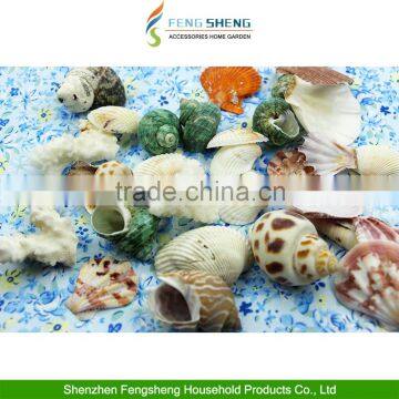 500g Beach Mixed Medium Shells Assorted Sea Shells Seashells Home Decoration