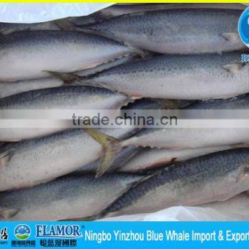 all types of frozen fish seafood wholesale 500g+ pacific mackerel prices