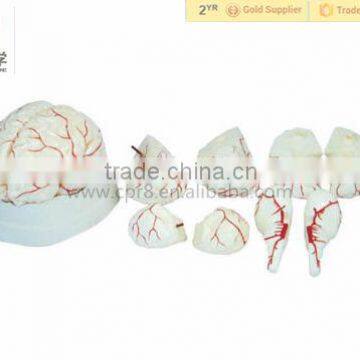 Human Brain with Arteries Anatomical Medical brain Model                        
                                                Quality Choice