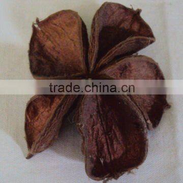 Land lotus flower