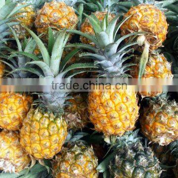 Vietnam Fresh Pineapple with best price in new drop