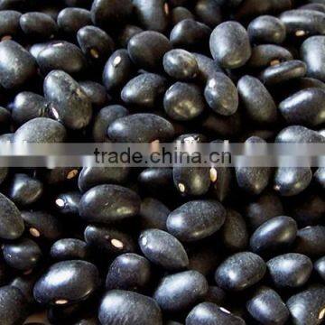 China black beans with best price for sale