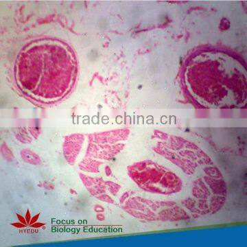 Low Price Individual slides Forensics Educational Human Glass Pathology Tissue Prepared Slides