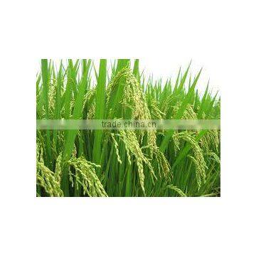 LONG GRAIN WHITE RICE 5% BROKEN /VIETNAM ORIGIN