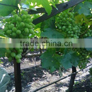 INDIAN FRESH GRAPES