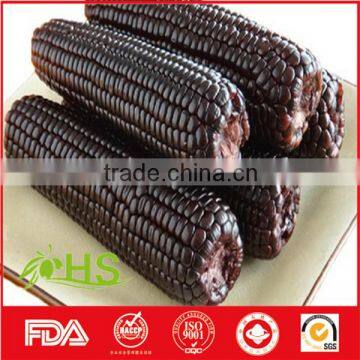 Top Quality Purple Corn for Export photo-2