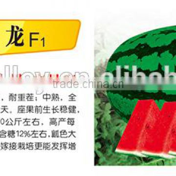 Chinese hybrid f1 Watermelon Seeds For Cultivation-Sky Dragon F1