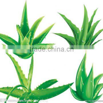 Manufacturer Supply Natural Anti-Bacteria Aloe vera extract Aloin 40% UV Aloe vera powder for Food and Beverage