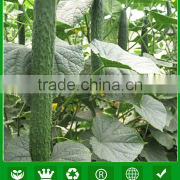 CU03 Greentop stronger heat resistant f1 hybrid cucumber seeds